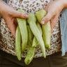 Banana Pepper, Yalova "Carliston"