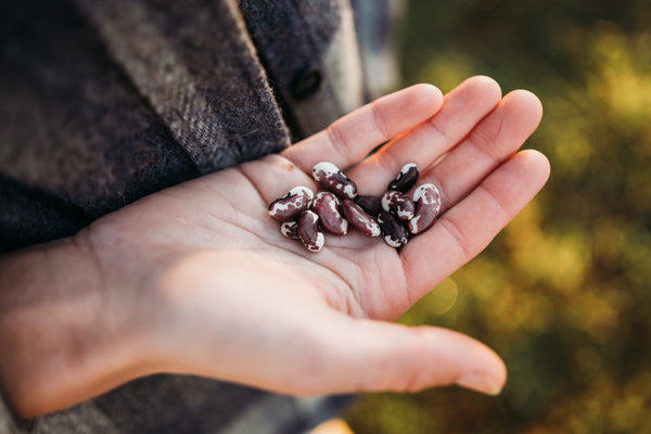 Soaking Seeds Before Planting: What Works, What Doesn’t, and Why