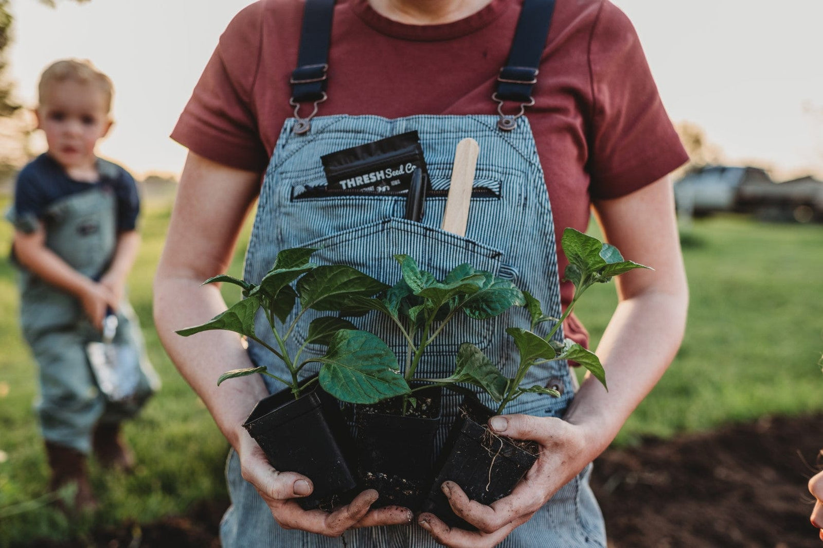 Gardener holding pepper seedlings