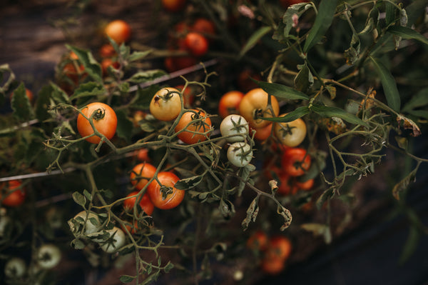 Tomato Sunscald: The Surprising Cost of Growing Better-Tasting Tomatoes