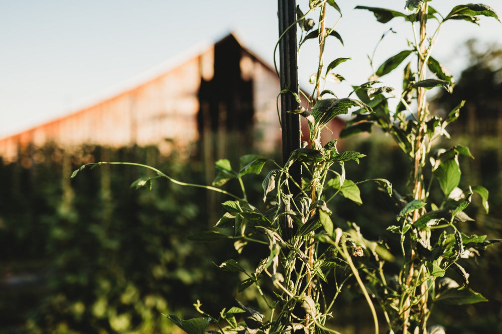 Why Plants Curl Their Leaves and Why (Most of the Time) You Shouldn't Care