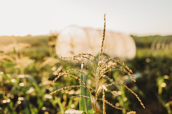 Do I Need to Detassel the Corn in My Garden?