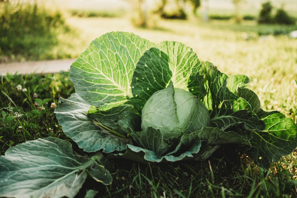 Secrets to Growing Colossal Cabbages