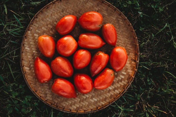 Amish Paste or Roma? A Gardener’s Guide to Choosing the Best Paste Tomato