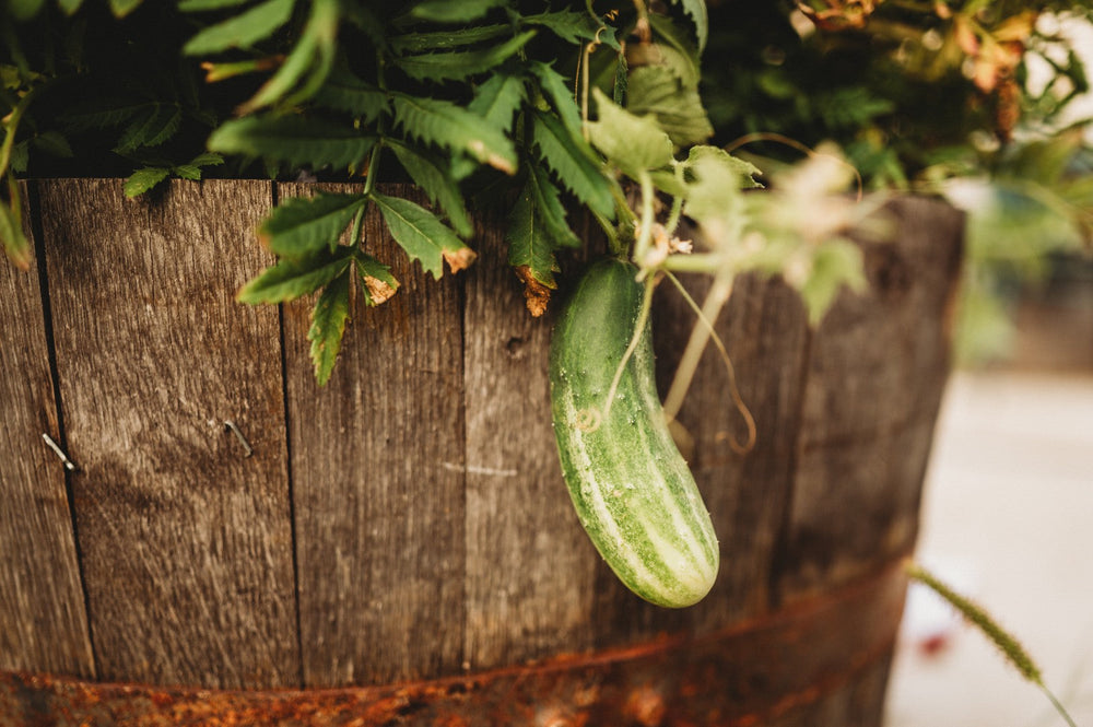 Cucumbers growing in a container