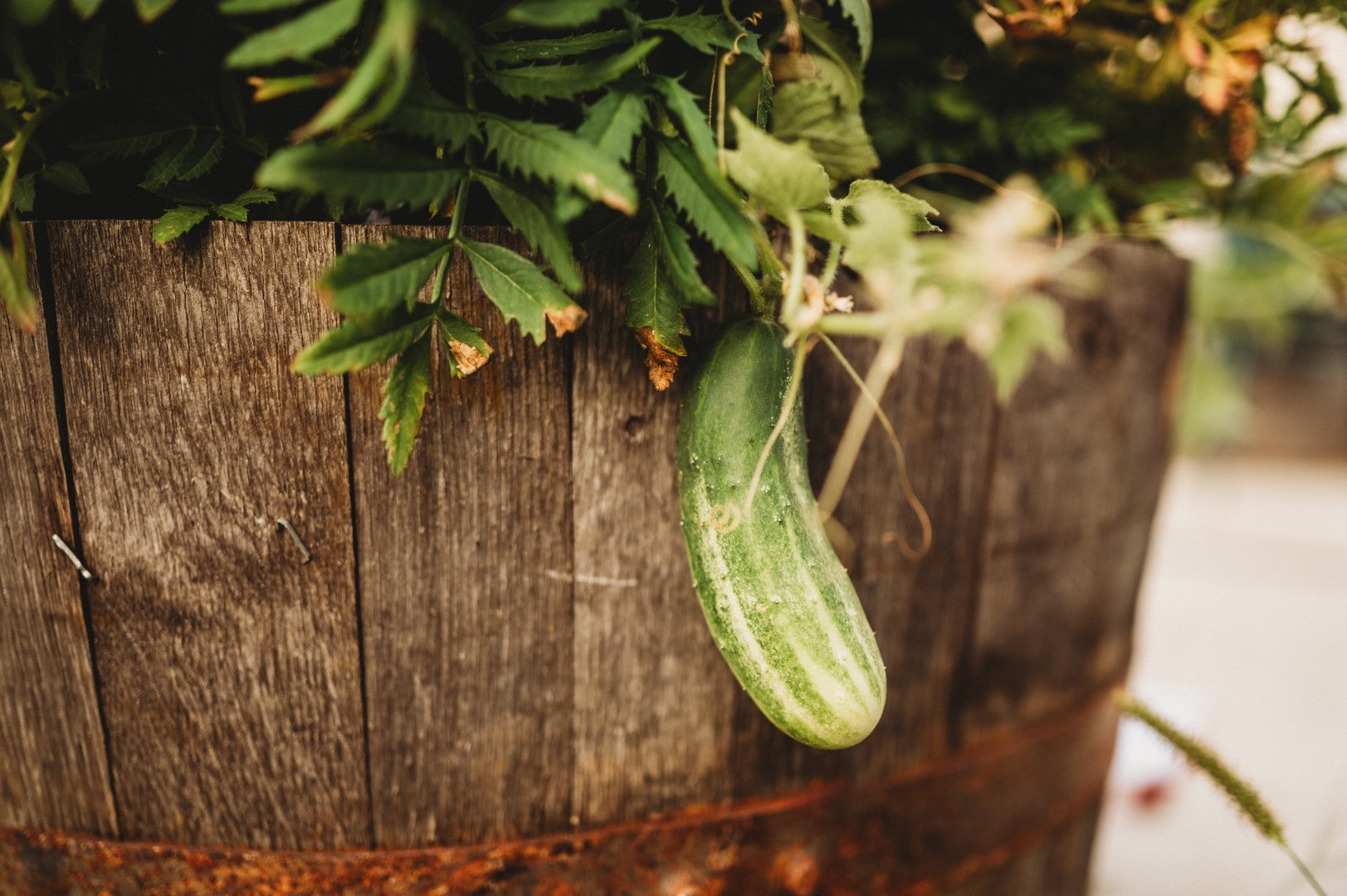 Cucumbers growing in a container