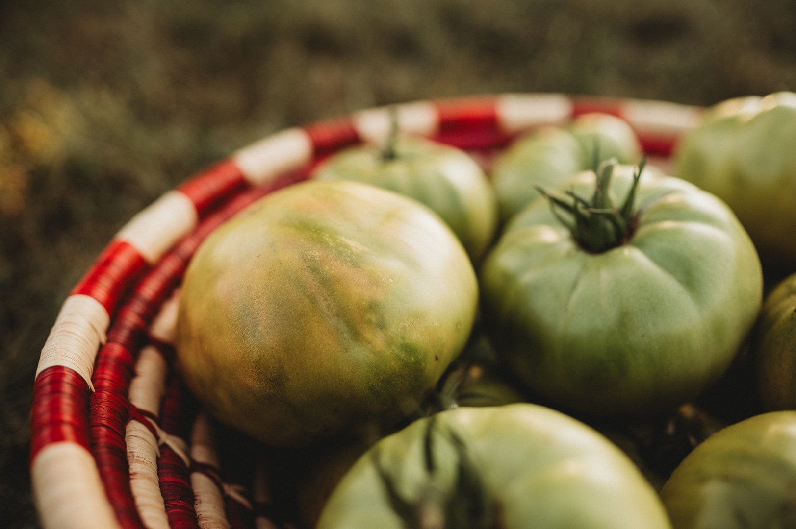 Homegrown Green tomatoes