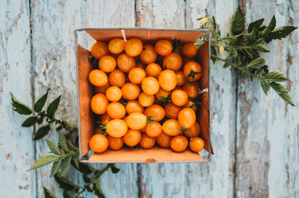Blondkopfchen, one of our best-tasting Cherry Tomatoes
