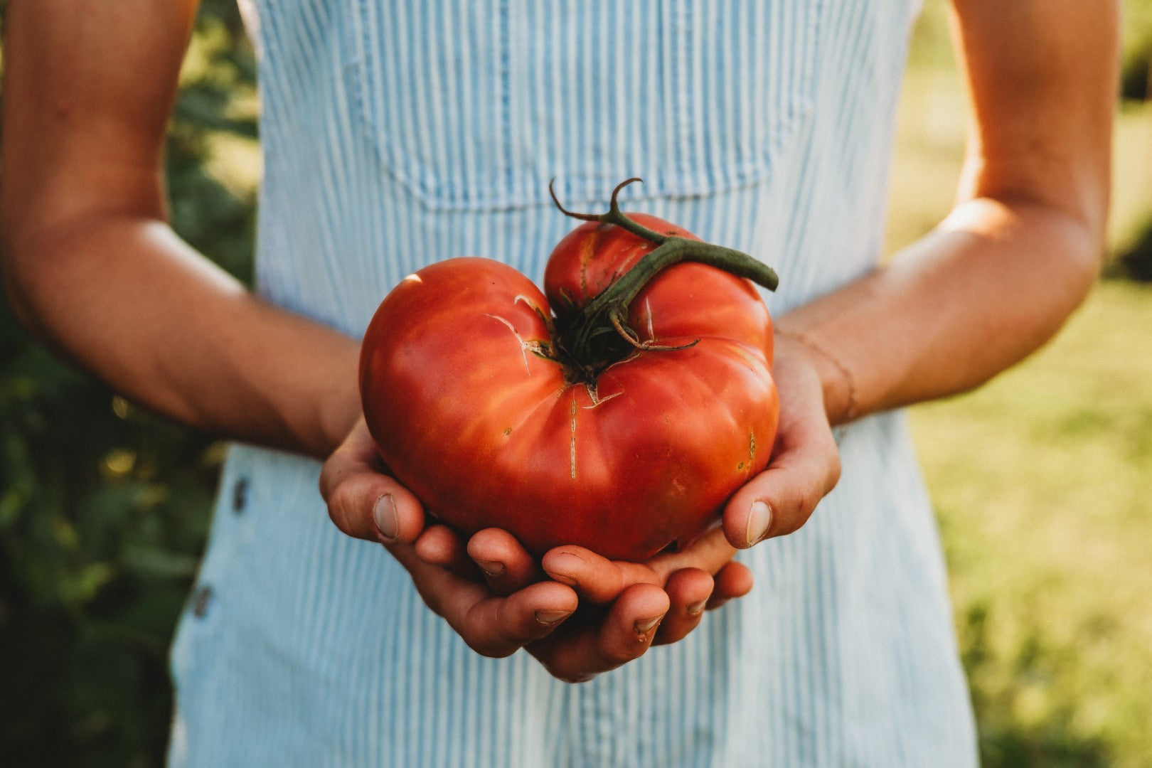 Our Best Heirloom Tomatoes