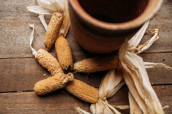 Homegrown Popcorn Ears