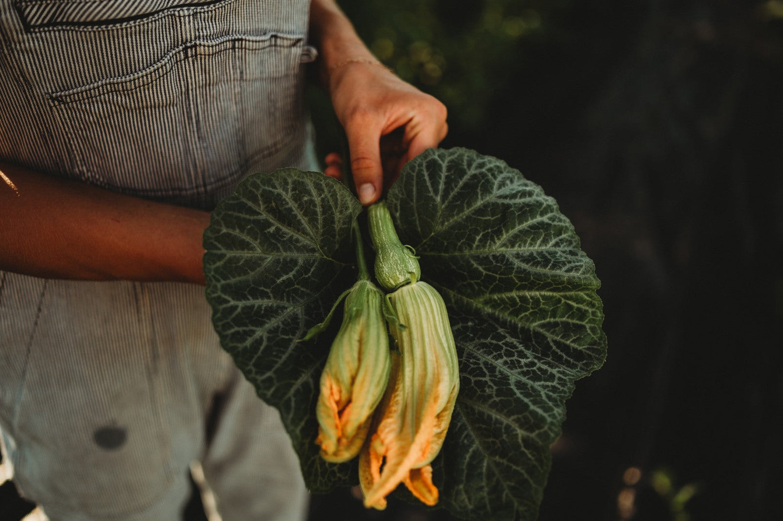 Cucurbita moschata leaves, flowers and fruit