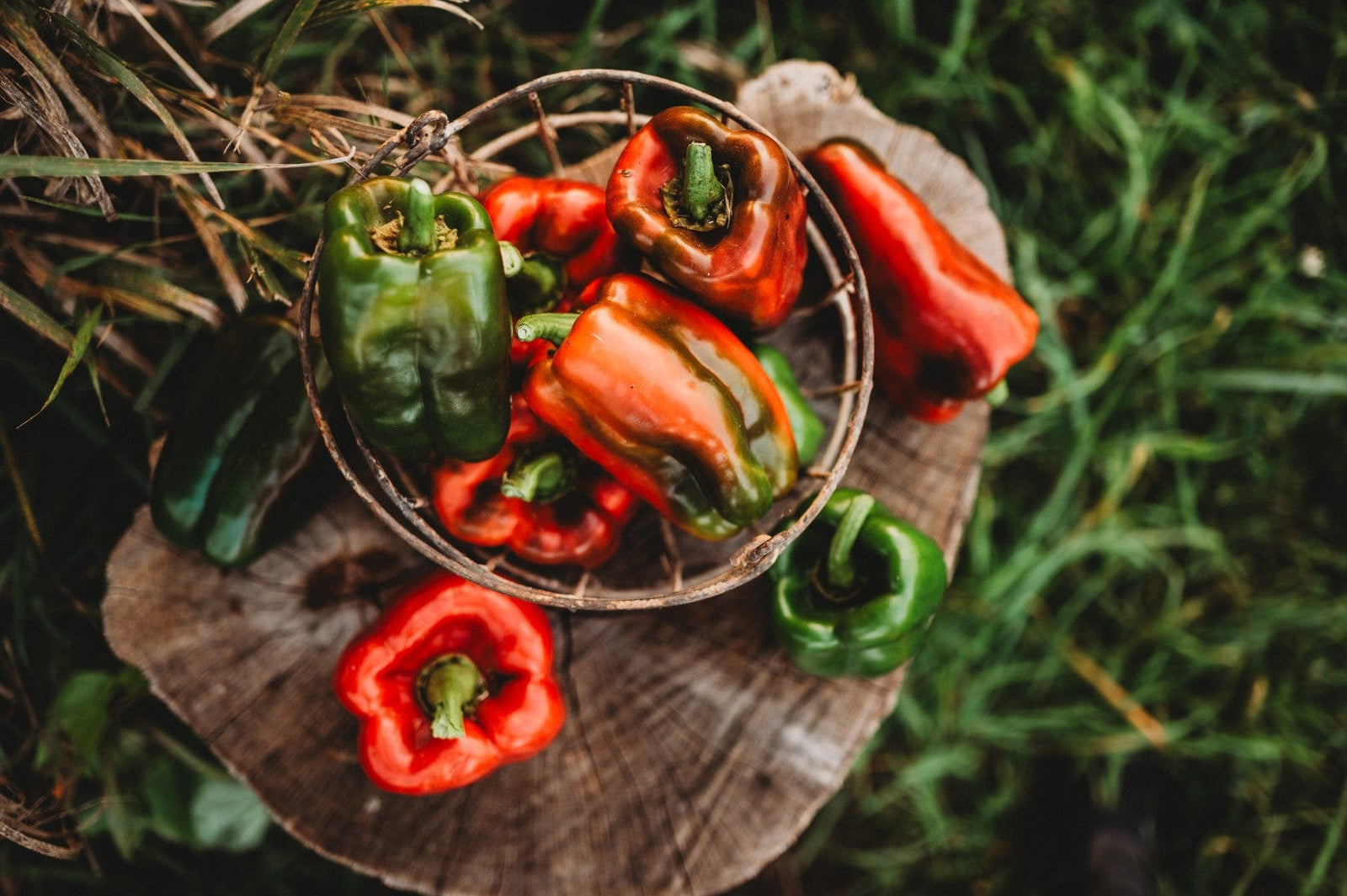 Basket of Flavorful Bell Peppers