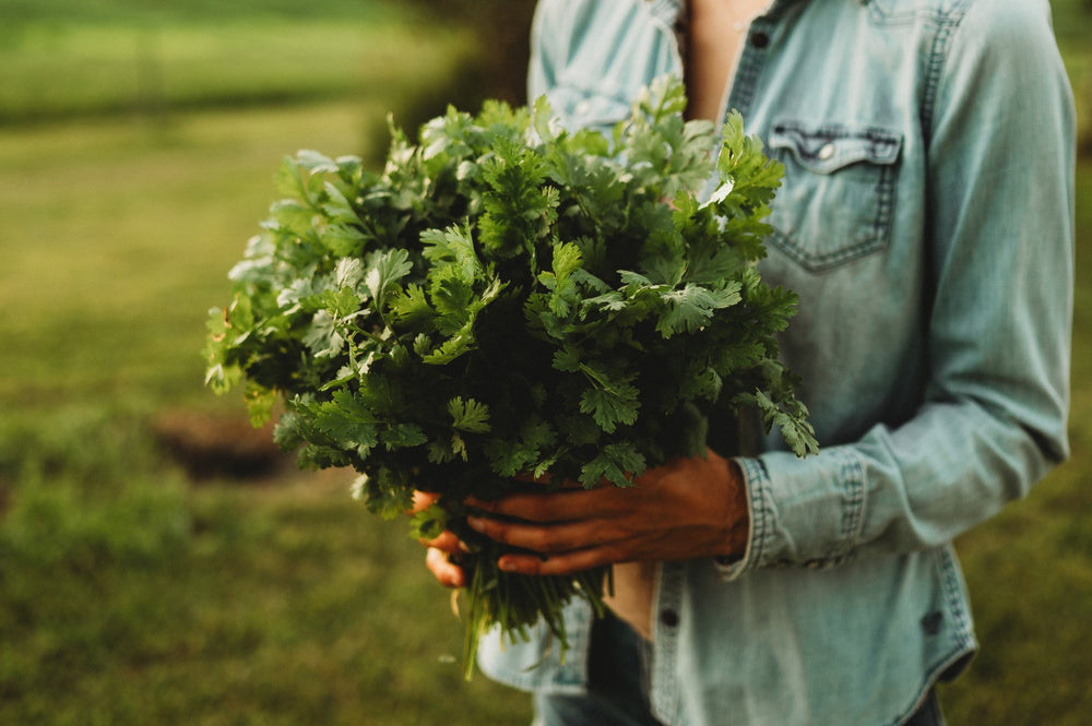 Bundle of homegrown cilantro