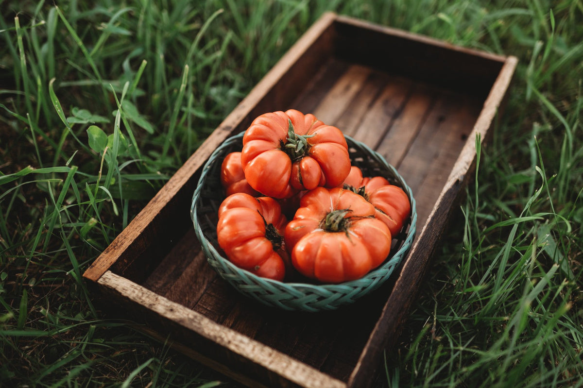 Low-Acid Tomatoes: Science Reveals Which Varieties Are Actually Least ...