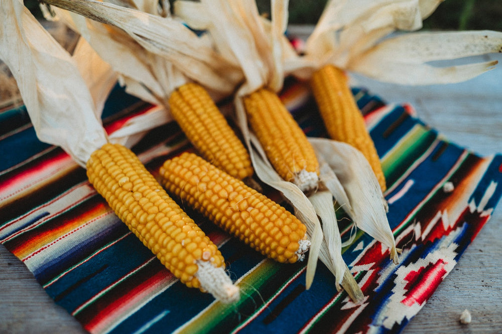 Corn grown from seed