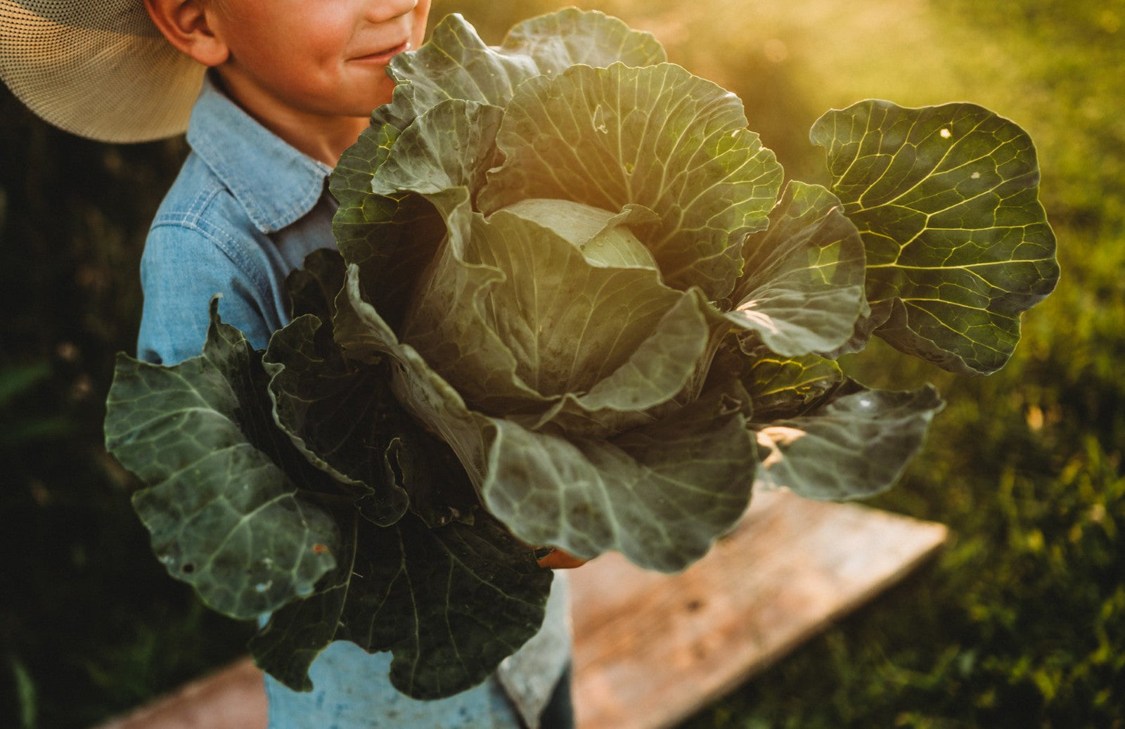 Growing Cabbage in Fall: It's Easier Than You Think