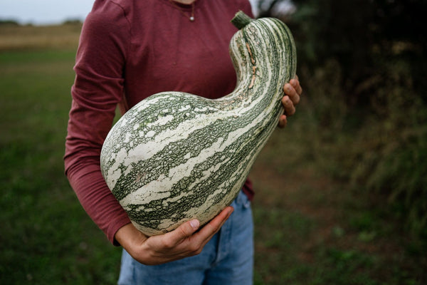 Heirloom Pie Pumpkin