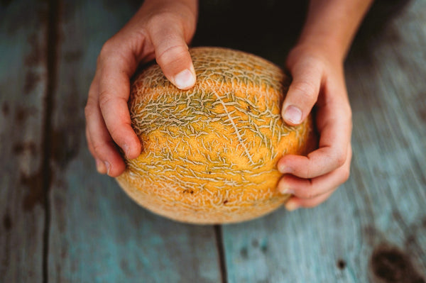 Homegrown cantaloupe at peak maturity