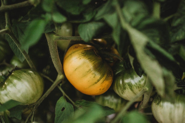 Why Some Tomatoes Have Green Shoulders (And Why That's Actually a Good Thing)