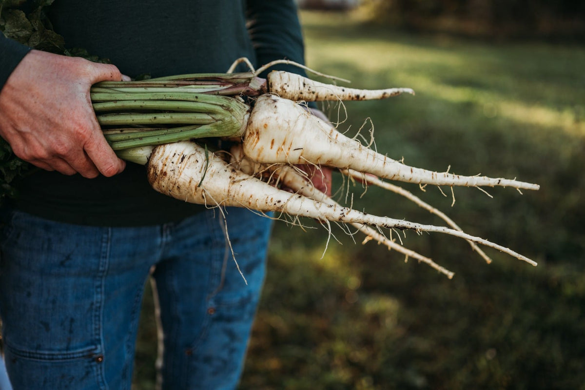 Fall harvested parsnips