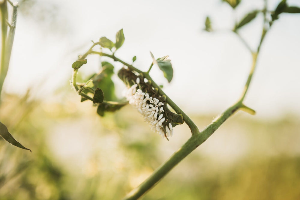 Hornworm displaying white eggs (cocoons)