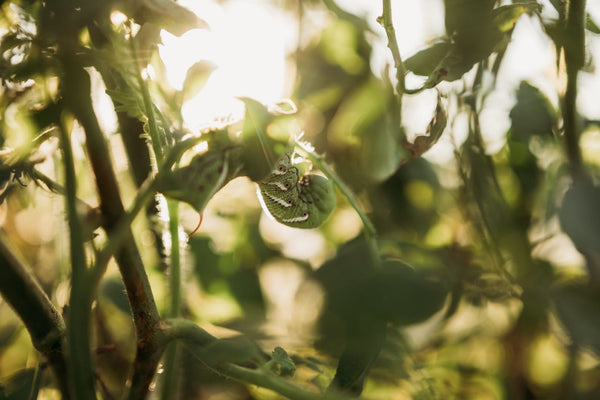 How a Parasitic Wasp Turns Tomato Hornworms into Zombie Bodyguards
