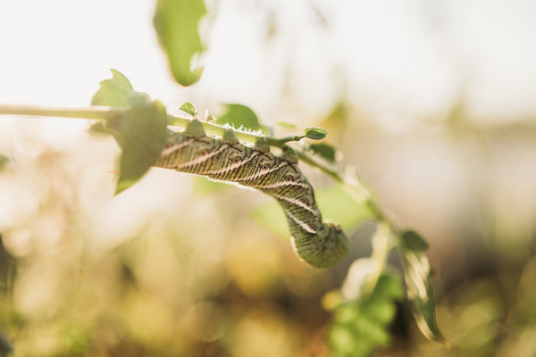 Tobacco hornworm on a tomato plant