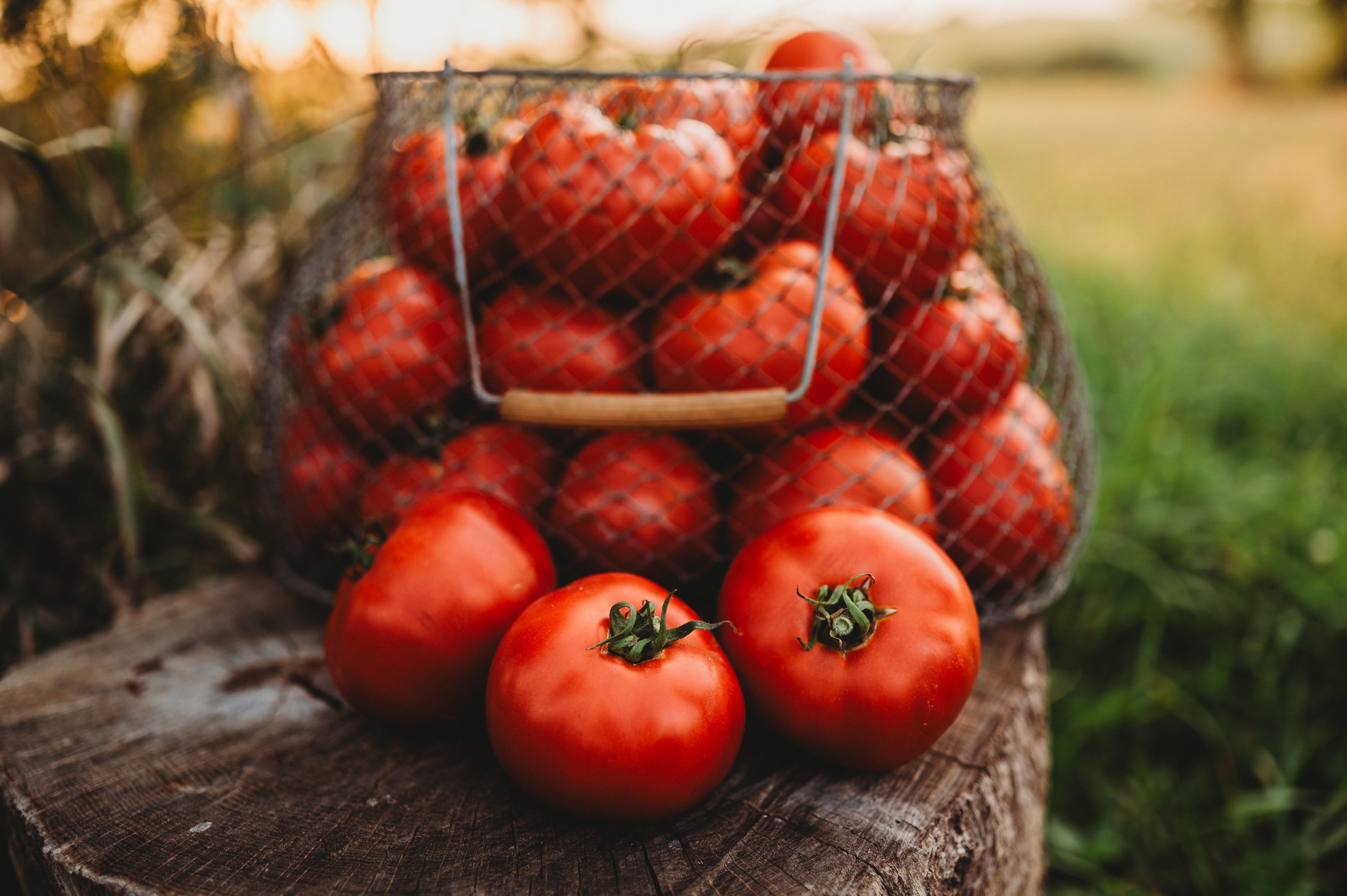 Our 10 Best Tomatoes for Canning - Thresh Seed Co.