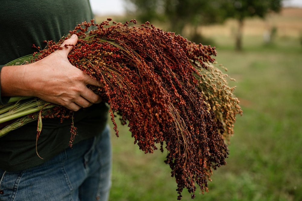 Sorghum grown for chicken feed