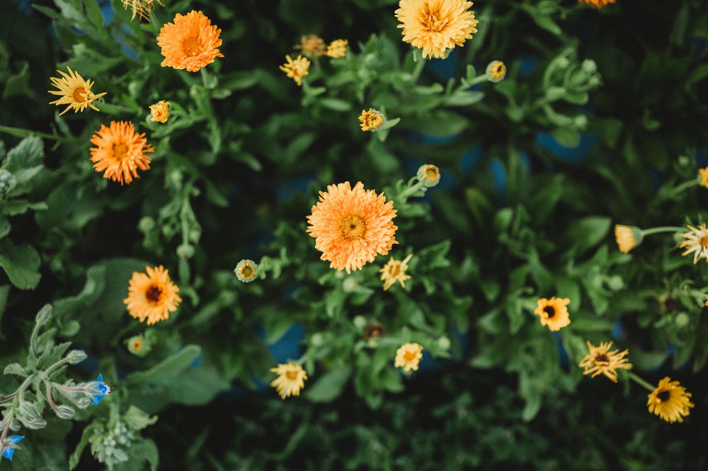 Our Favorite Deer-Resistant Flowers for Pots, Beds, and Cutting Gardens