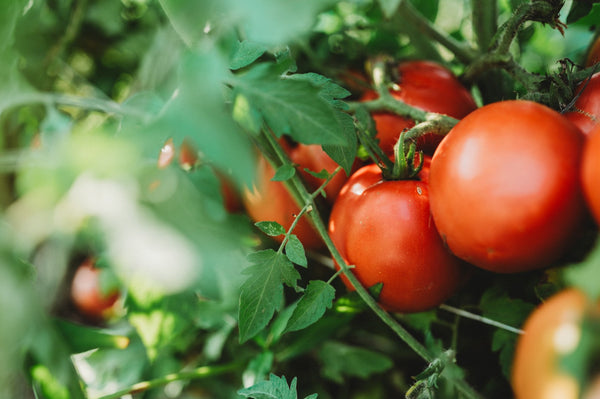 Six Perfect Partners for Your Tomatoes (and Why They Work)