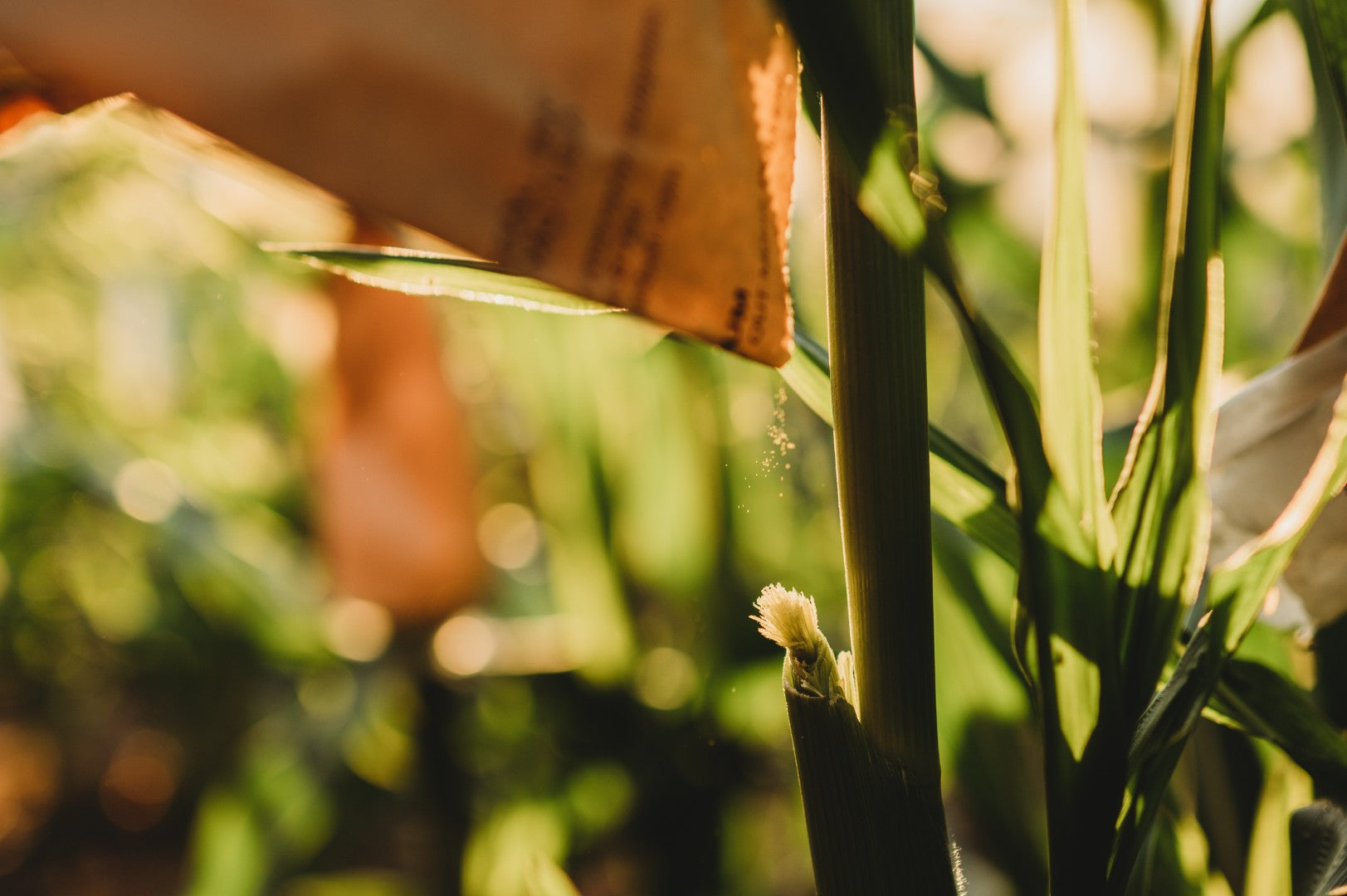 Hand Pollinating Corn