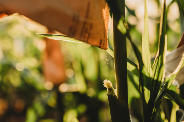 Hand Pollinating Corn