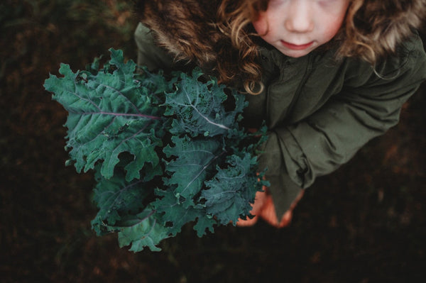 Kale harvested after a frost