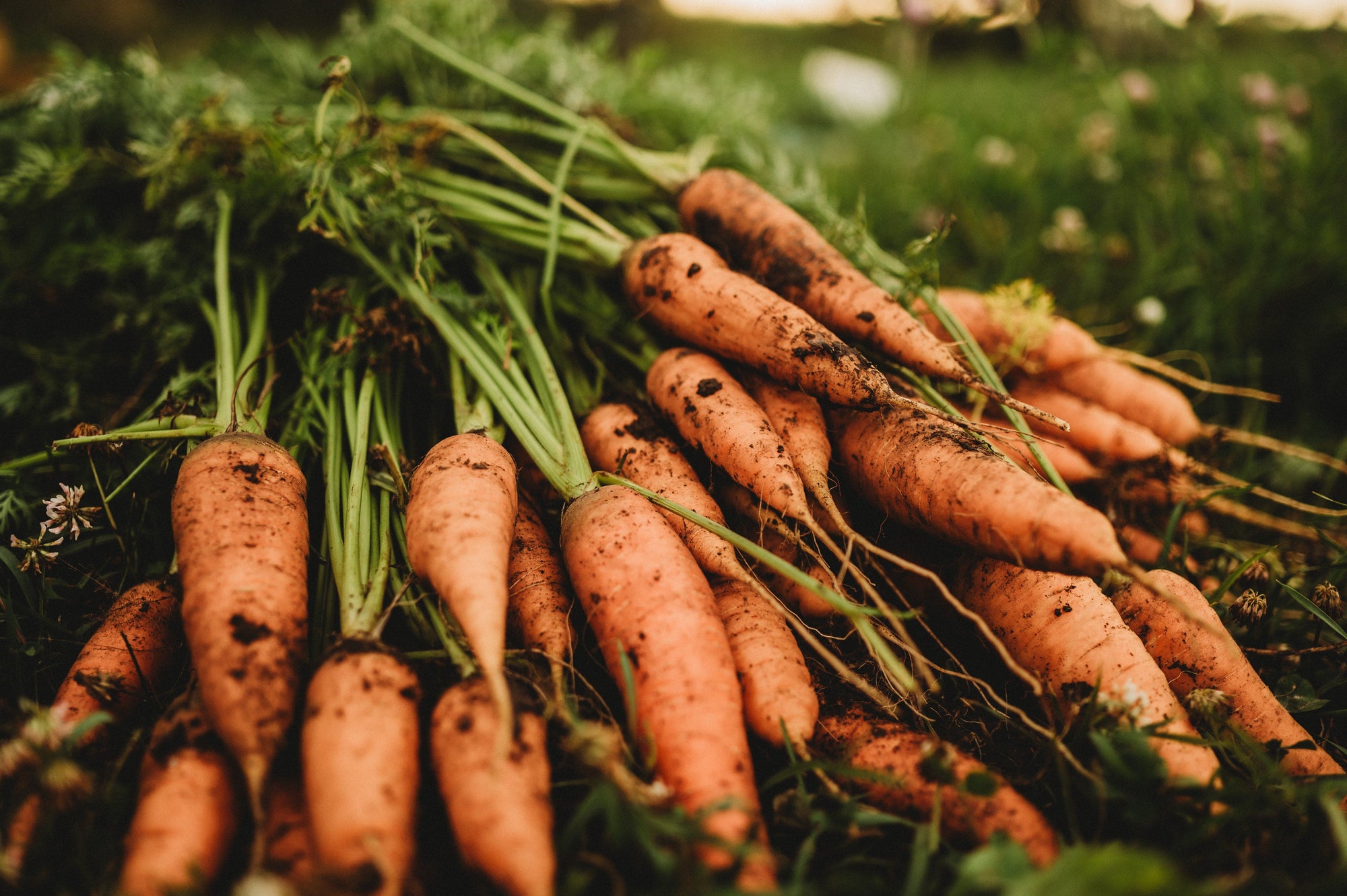 Our Best Carrots Ranked—8 Heirloom Carrots for Every Home Garden