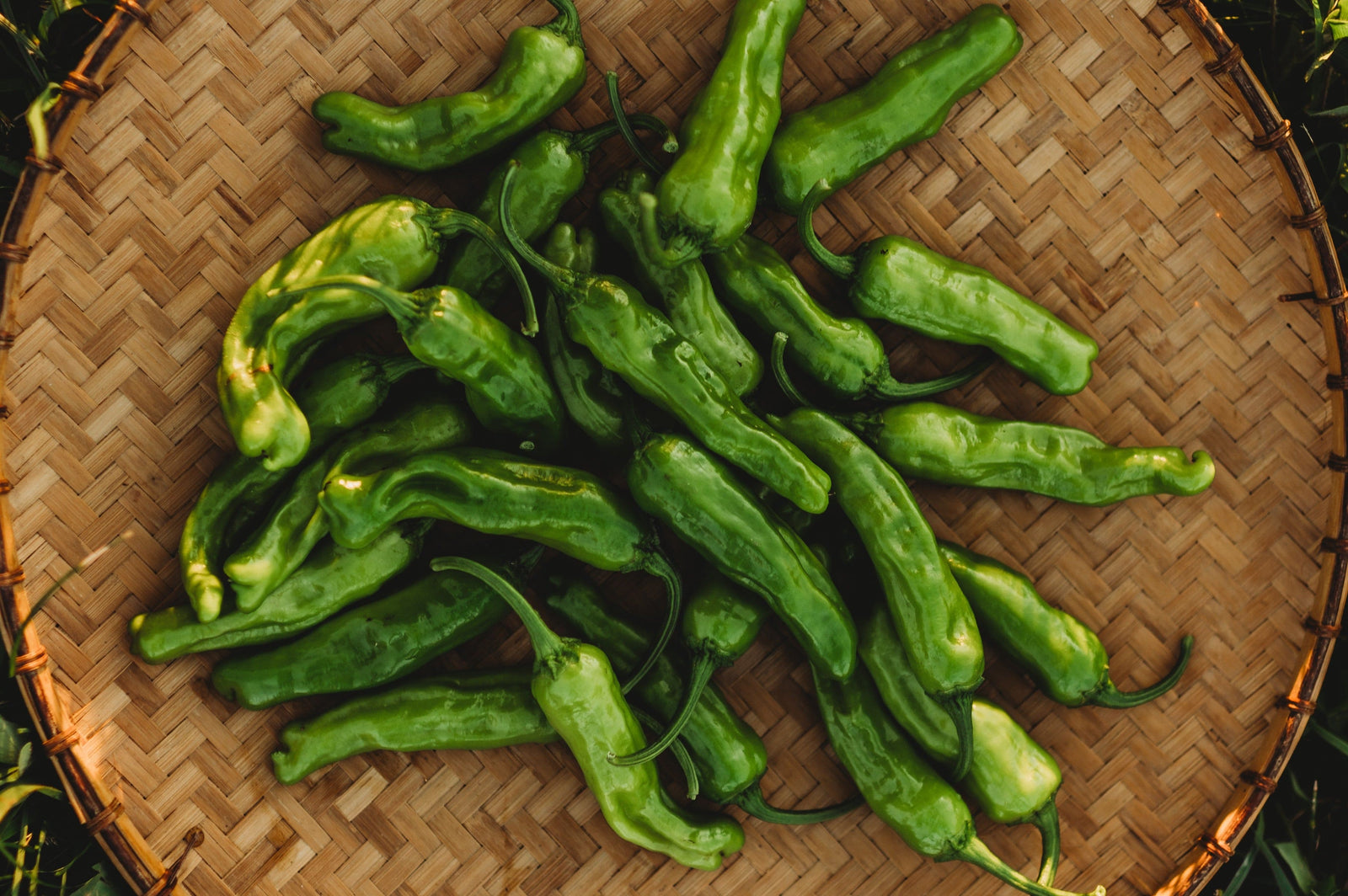 A Spicy Surprise: Why Peppers Vary in Heat — Even on the Same Plant
