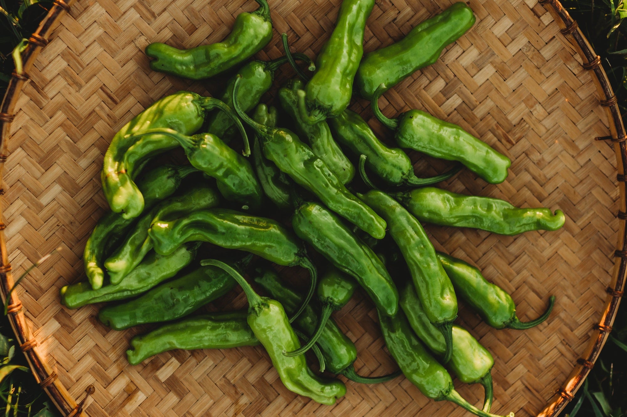 A Spicy Surprise: Why Peppers Vary in Heat — Even on the Same Plant