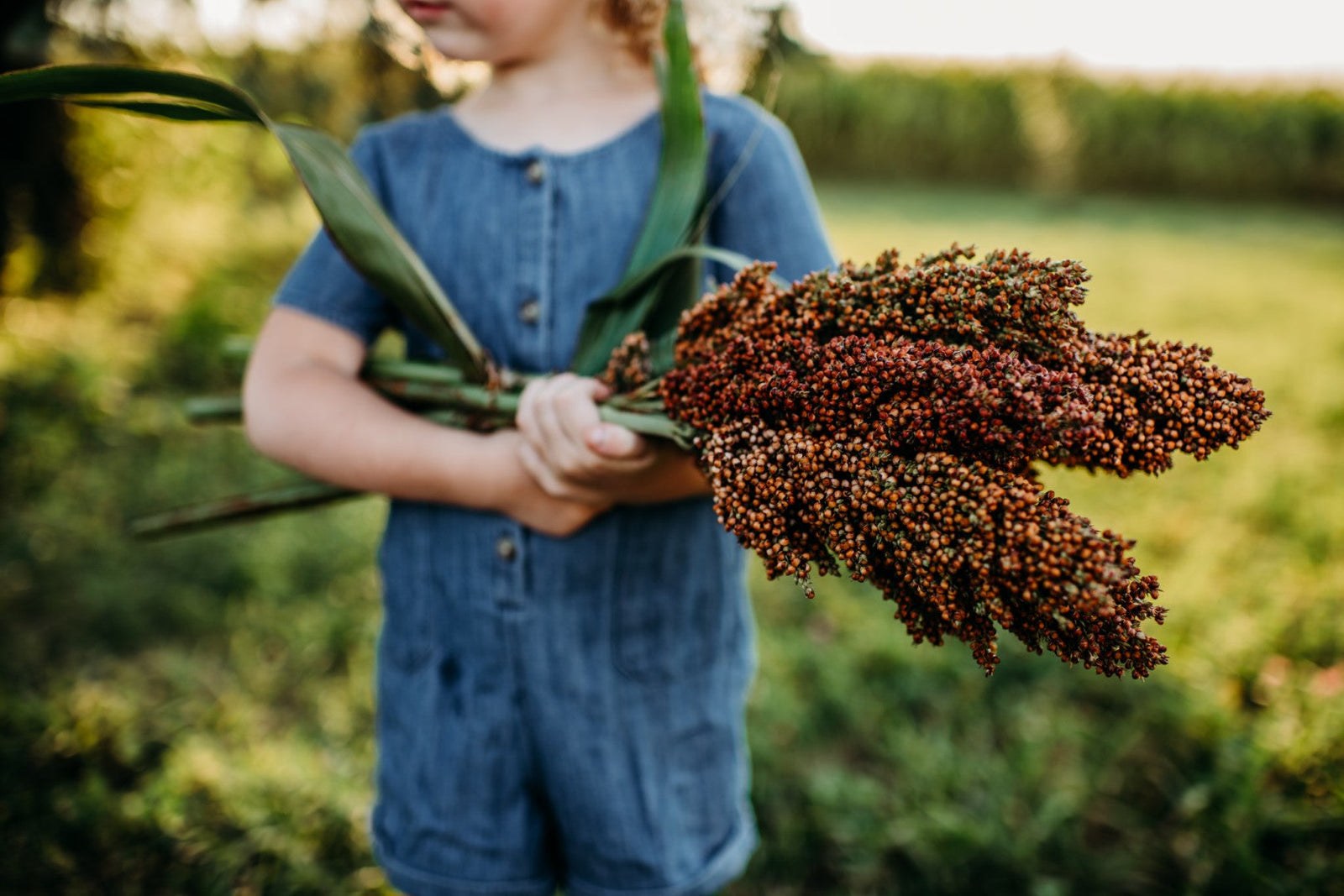 Growing Sorghum: A Complete Guide for Gardeners, Homesteaders, and Curious First-Timers