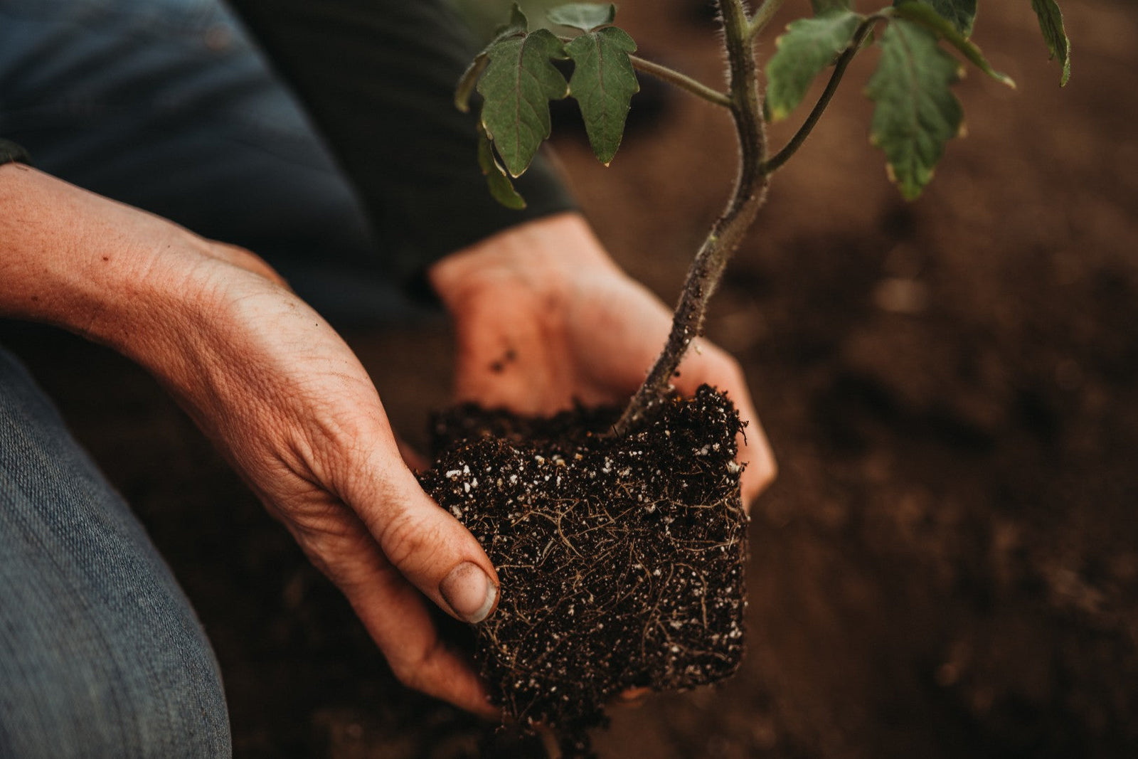 Transplanting Tomatoes—The Mudball Trick That Eliminates Daily Watering