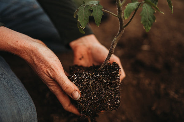 Transplanting Tomatoes—The Mudball Trick That Eliminates Daily Watering