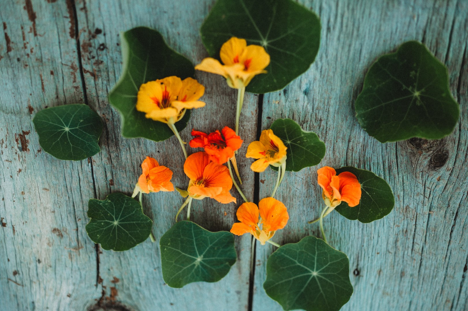 Nasturtium flowers and leaves grown from seed