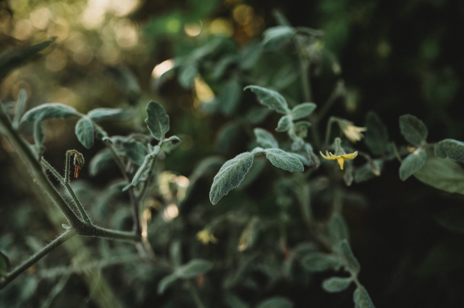 Tomato Flowers Falling Off? 5 Research-Backed Reasons (and How to Fix Them)