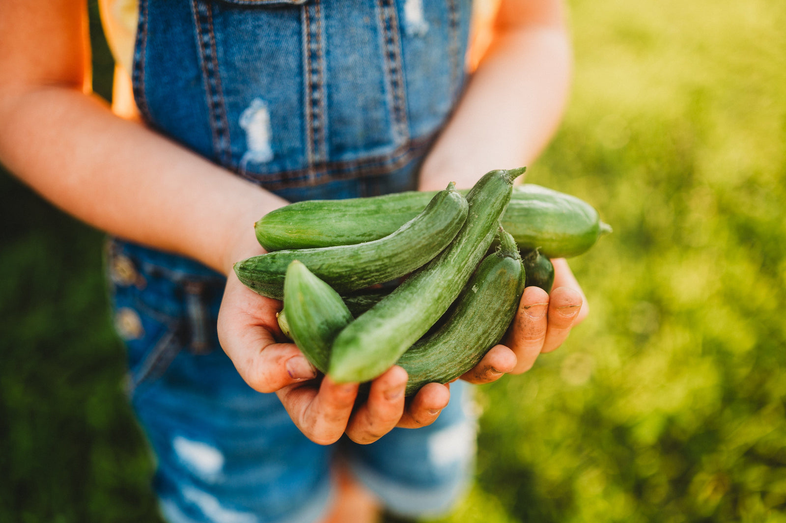 How to Save Cucumber Seeds for Next Year's Garden