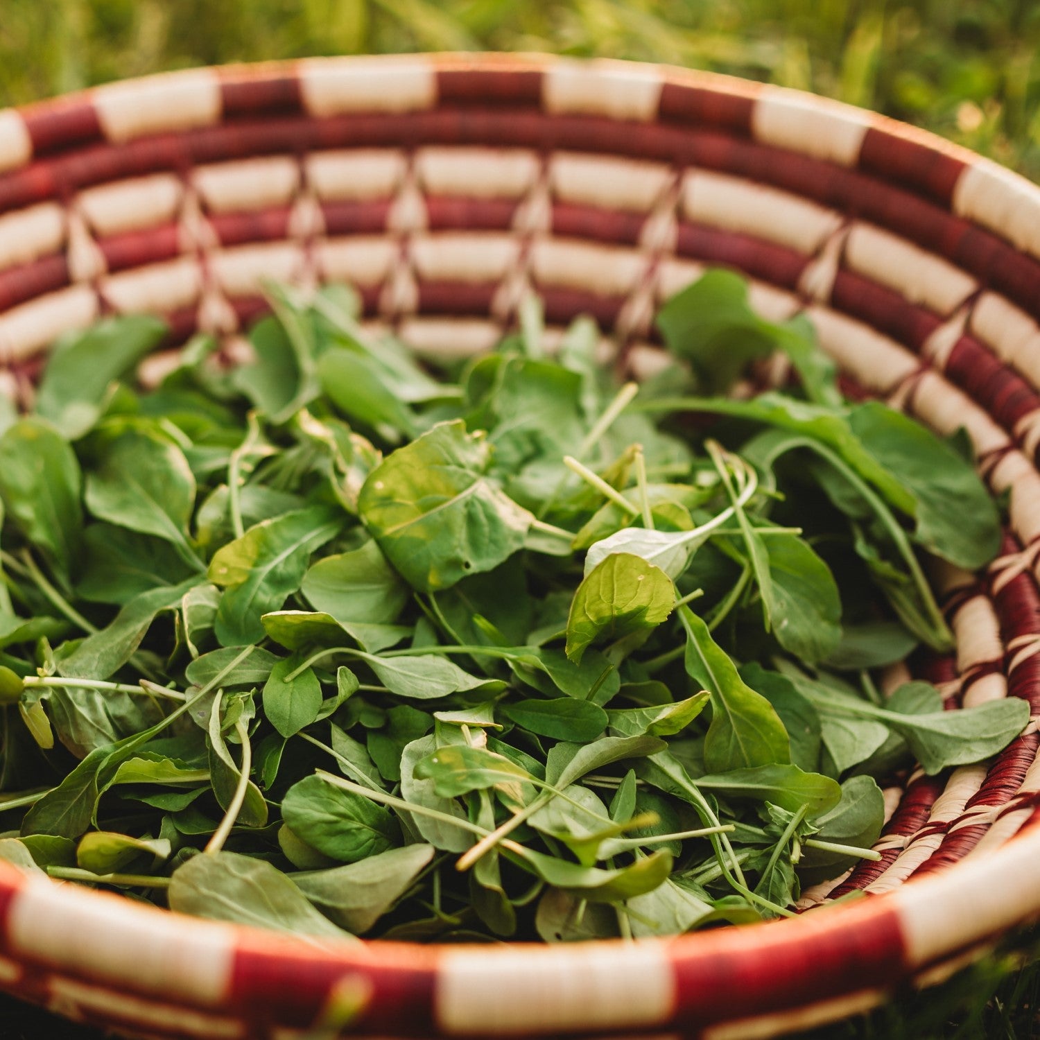 Arugula Companions