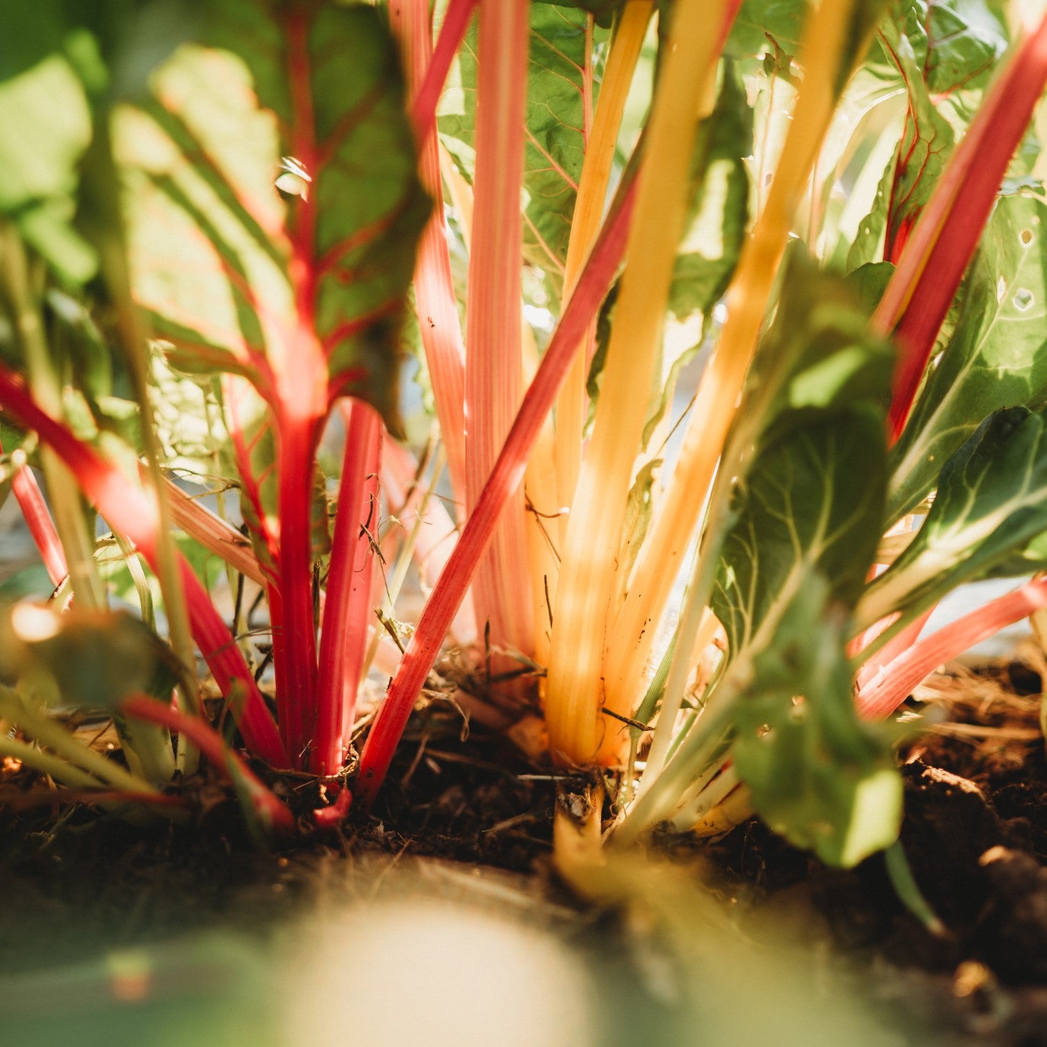 Beet & Chard Companions