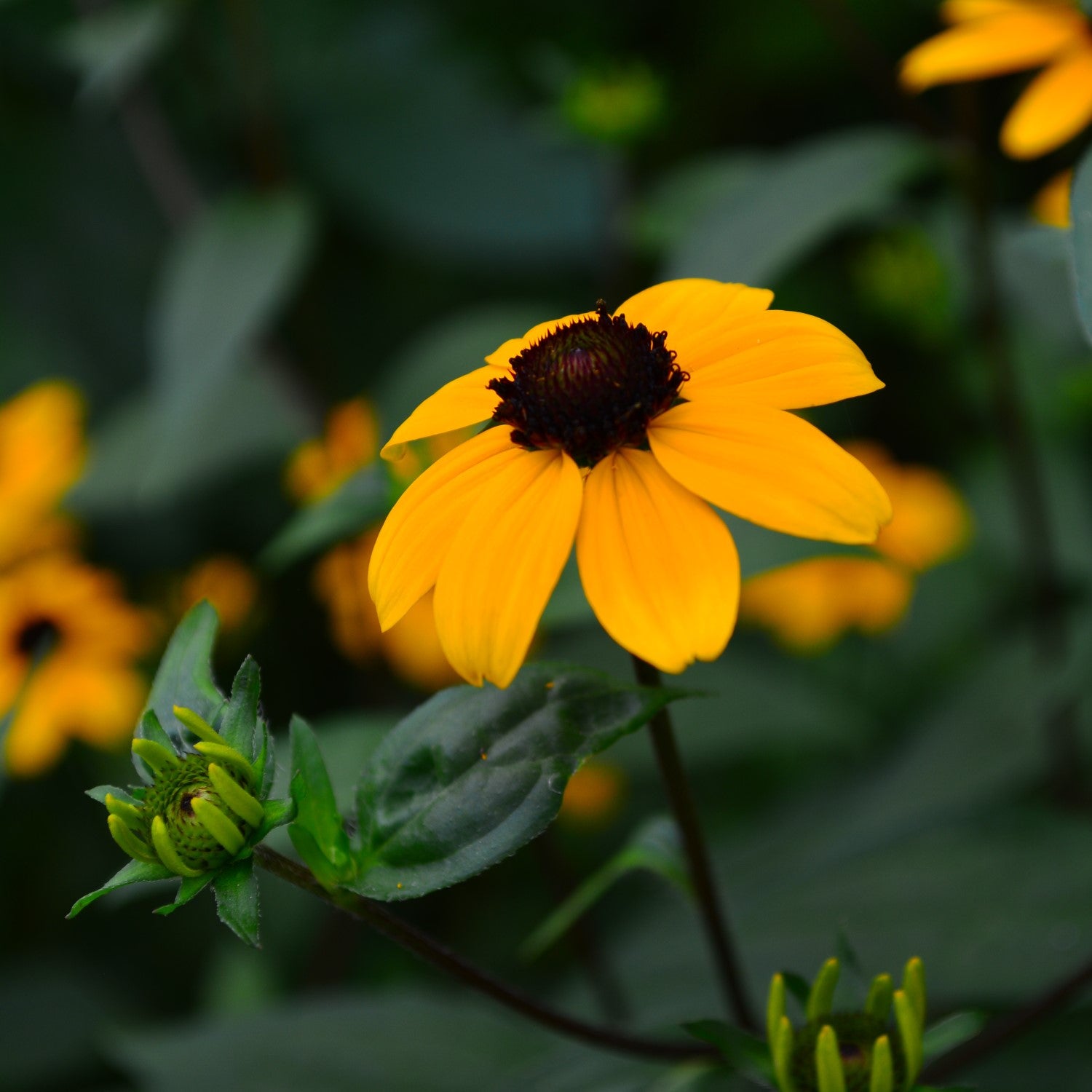 Rudbeckia Companions