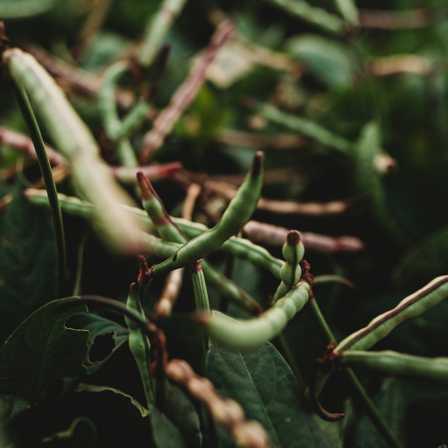 Cowpea Companions