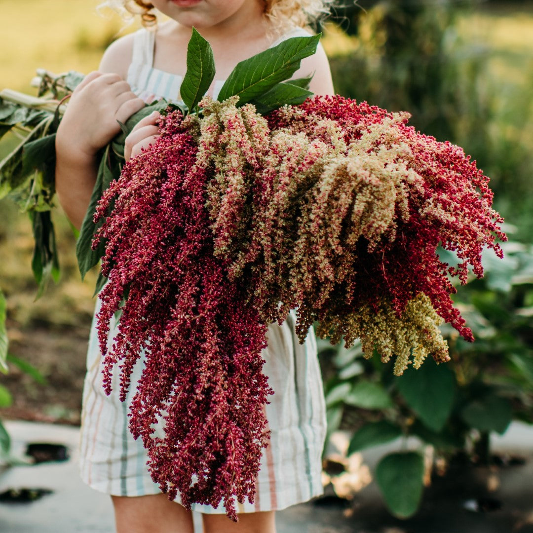 Amaranth Companions