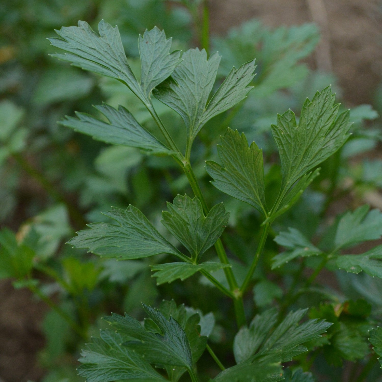 Parsley Companions
