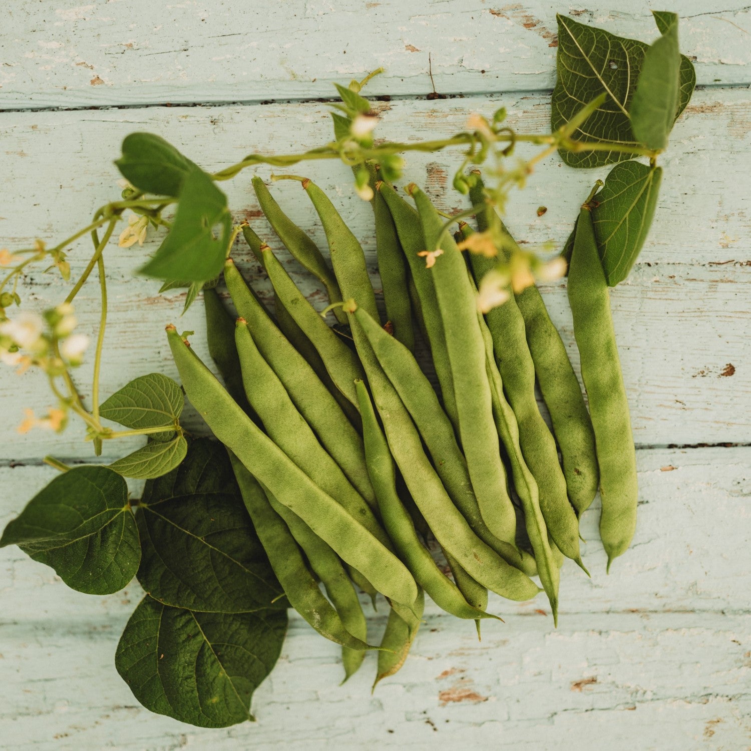Heirloom and Open-Pollinated Snap Beans